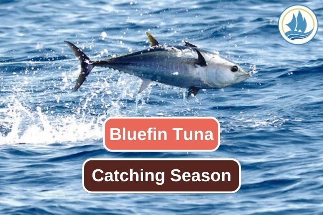 Bluefin Tuna Catching Season